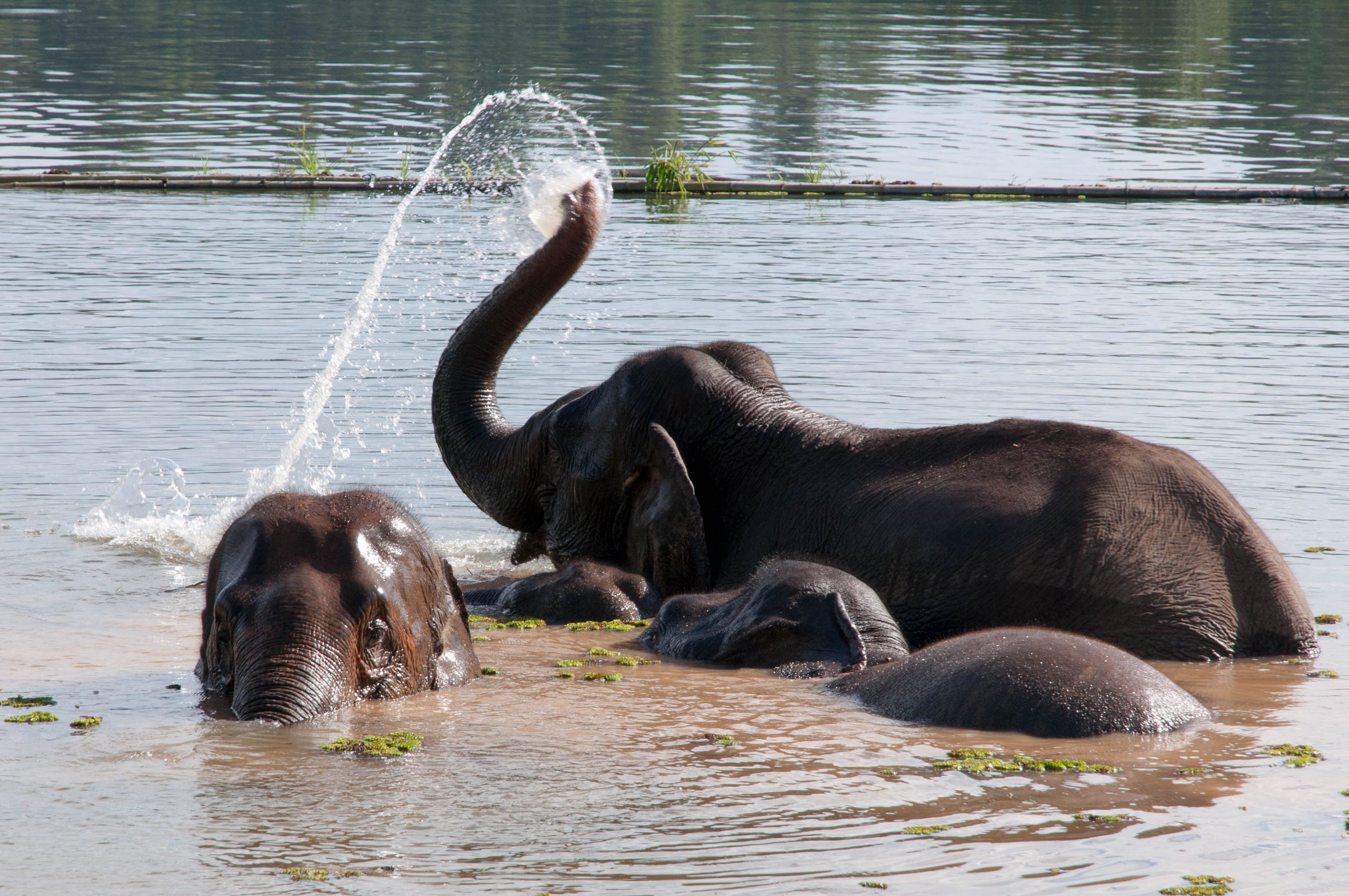 Elephants! (1/2)