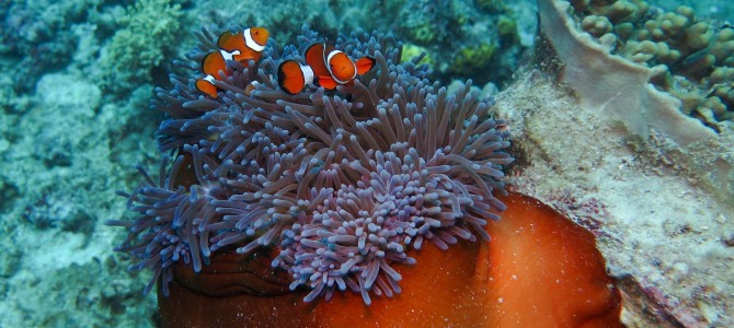 Plonger sur la Grande Barrière de corail – Dive on the Great Barrier Reef