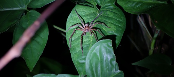 Forêt tropicale et araignées à Daintree – Spiders and tropical forets in Daintree