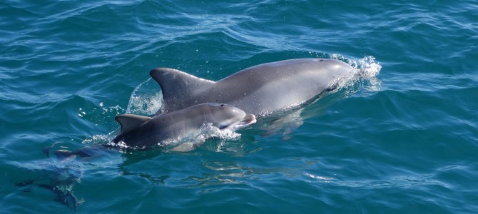 Nager avec les dauphins – Swimming with dolphins