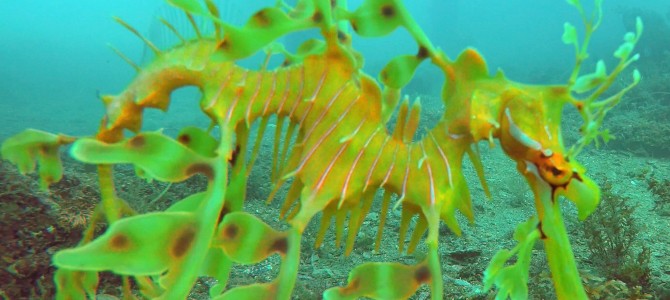 Rencontrer les dragons de mer feuillus – Dive with the leafy sea dragons