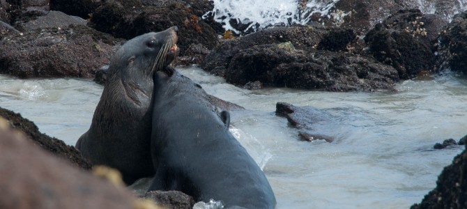 Otago, lions de mer et pingouins bleus – Otago sea lions and blue penguins